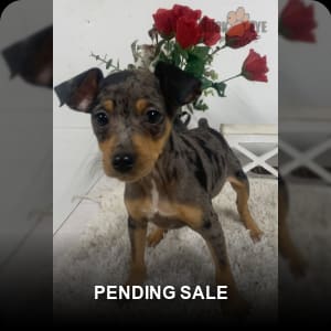 Merle miniature top pinscher for sale